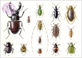 Postkarte Käfer