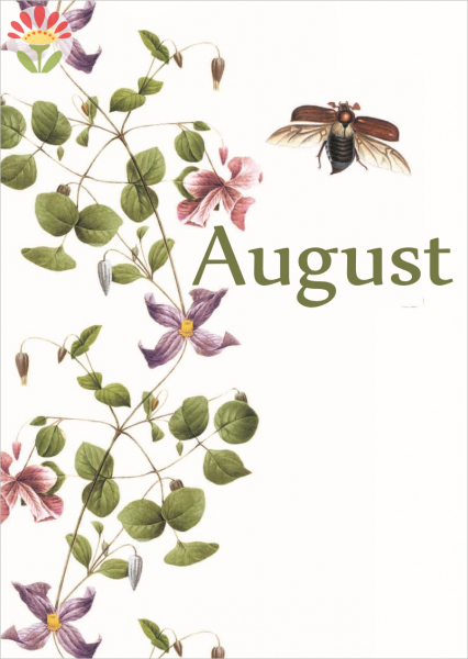 08/ Postkarte August, Das Gesumms