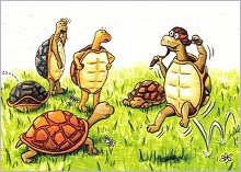 Faltkarte Schildkröten