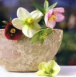 Postkarte Christrosen