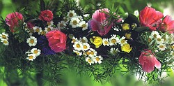 Postkarte Sommerblumen