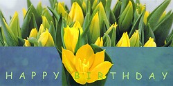 Postkarte Happy Birthday, Tulpen