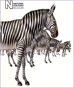 Klappkarte Zebras