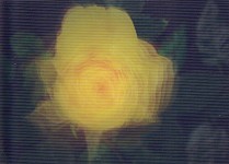 Pictomotion Card - Rose, gelb %
