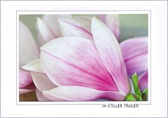 Klappkarte In stiller Trauer, Magnolie