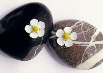 Postkarte Steine mit Blüten