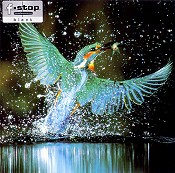 Klappkarte Kingfisher splash