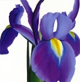 Andrew, Stephanie - Postkarte Iris