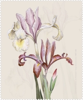 Brillenputztuch Iris