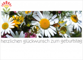 Postkarte Geburtstag, Margeriten