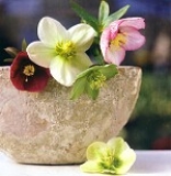 Postkarte Christrosen