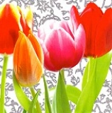 Postkarte Tulpen