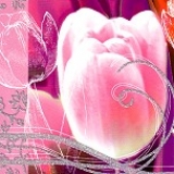 Postkarte Tulpe