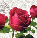 Postkarte Rosen