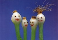 Postkarte Scallion Haircuts