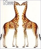 Klappkarte Giraffen
