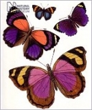 Klappkarte Schmetterlinge