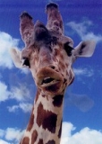 Pictomotion Card - Giraffe %