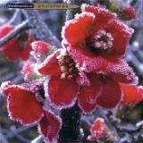 Klappkarte Frosted Japonica