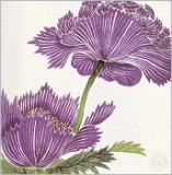 Honzo Zufu - Klappkarte Blumen, lila